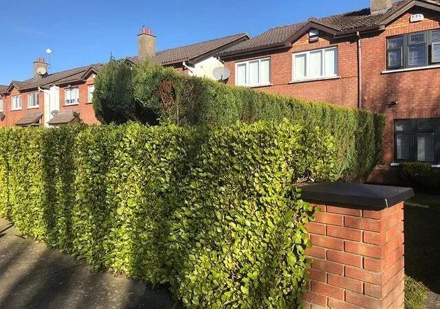 imgi_53_before-hedge-garden-construction-dublin-_01.jpg imgi_53_before-hedge-garden-construction-dublin-_01.jpg